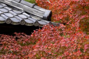 EDO-japan-7573