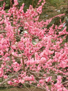 EDO Tattoo-1999-cherry-blossom